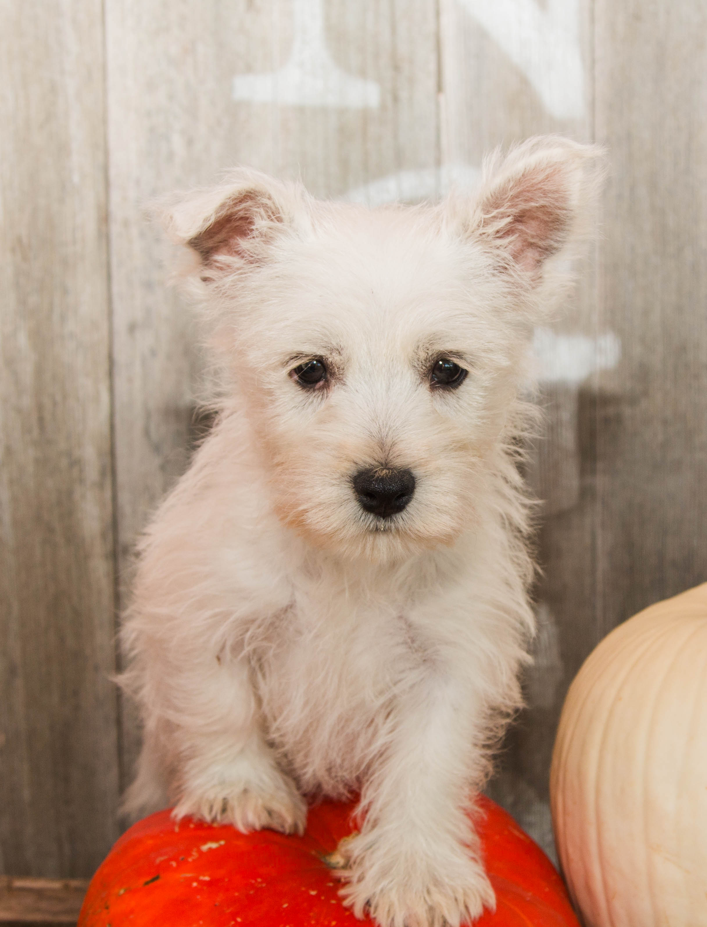 puppy, for, sale, West Highland White Terrier, Amos B. King, dog, breeder, Romney, WV, dog-breeder, puppy-for-sale, forsale, nearby, find, puppyfind, locator, puppylocator, aca
